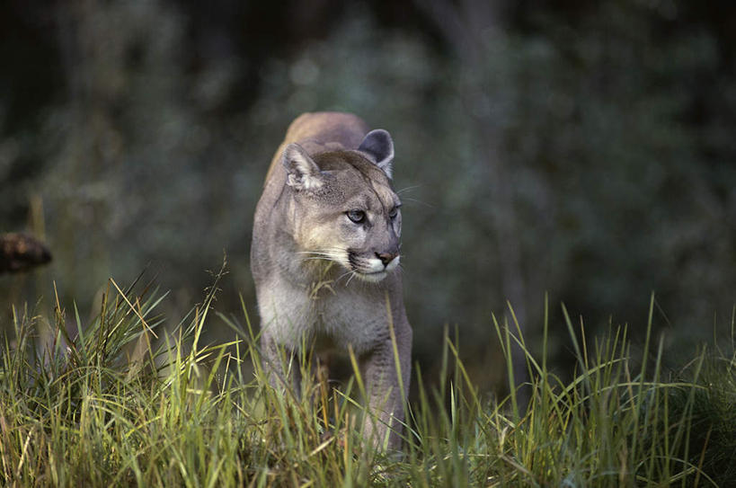 无人,站,横图,室外,白天,正面,旅游,度假,草地,草坪,美景,植物,哺乳动物,野生动物,狮子,朦胧,模糊,景观,扭头,注视,娱乐,草,一只,绿色,自然,动物,观察,看,站着,转头,享受,休闲,景色,放松,观看,察看,关注,自然风光,凶猛,美洲狮,山狮,残暴,凶残,站立,半身,彩图
