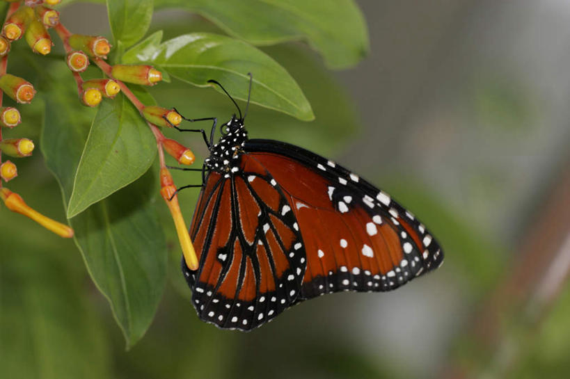 无人,横图,室外,特写,白天,侧面,旅游,度假,美景,植物,蝴蝶,叶子,伸展,张开,展翅,朦胧,模糊,盛开,翅膀,昆虫,纹理,景观,绿叶,花蕾,停留,娱乐,花,花瓣,花朵,鲜花,一只,黄色,绿色,自然,动物,花苞,花蕊,享受,休闲,嫩叶,景色,放松,黑脉金斑蝶,停止,自然风光,益虫,张开翅膀,帝王蝶,肌理,大桦斑蝶,黑脉桦斑蝶,逗留,停顿,展开翅膀,叶,叶片,叶脉,彩图,全身