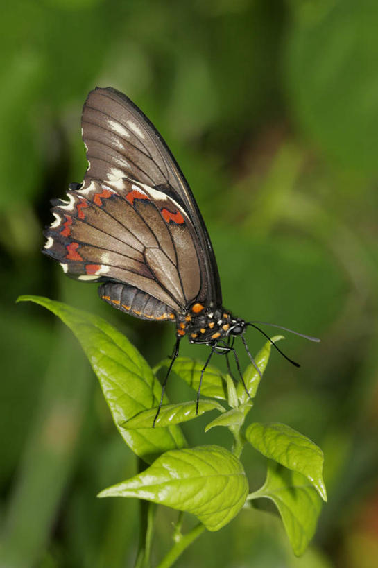 无人,竖图,室外,特写,白天,侧面,旅游,度假,美景,植物,蝴蝶,叶子,朦胧,模糊,昆虫,纹理,景观,绿叶,停留,娱乐,一只,绿色,自然,动物,享受,休闲,嫩叶,景色,放松,凤蝶,停止,自然风光,益虫,肌理,凤子蝶,橘狗,逗留,停顿,叶,叶片,叶脉,彩图,全身