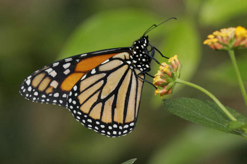 无人,横图,室外,特写,白天,侧面,旅游,度假,美景,植物,蝴蝶,叶子,朦胧,模糊,盛开,昆虫,纹理,景观,绿叶,花蕾,停留,娱乐,花,花瓣,花朵,鲜花,一只,黄色,绿色,自然,动物,花苞,花蕊,享受,休闲,嫩叶,景色,放松,黑脉金斑蝶,停止,自然风光,益虫,帝王蝶,肌理,大桦斑蝶,黑脉桦斑蝶,逗留,停顿,叶,叶片,叶脉,彩图,全身