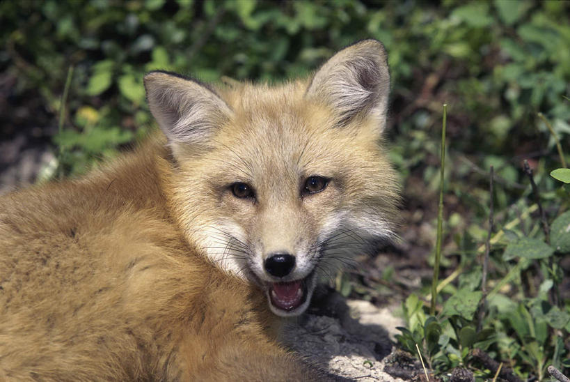 无人,躺,横图,俯视,室外,白天,旅游,度假,草地,草坪,美景,植物,狐狸,野生动物,阴影,光线,影子,景观,注视,娱乐,草,一只,绿色,阳光,自然,动物,观察,看,张嘴,享受,休闲,景色,放松,观看,察看,关注,自然风光,狡猾,张大嘴巴,狡诈,火狐,卧着,张开嘴,红狐,赤狐,草狐,躺着,卧,半身,彩图,高角度拍摄