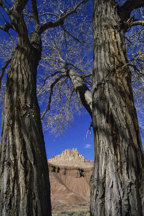 无人,竖图,室外,白天,正面,旅游,度假,石头,美景,山,山脉,植物,美国,阴影,光线,石子,影子,景观,山峰,树桩,山峦,娱乐,树,树干,树木,蓝色,绿色,蓝天,天空,阳光,自然,群山,天,享受,休闲,木桩,景色,放松,生长,晴朗,成长,北美,北美洲,犹他州,自然风光,美洲,圆顶礁国家公园,沉积岩,万里无云,北亚美利加洲,亚美利加洲,犹他,蜂窝之州,蜂房州,国会礁脉国家公园,水成岩,国会礁国家公园,石块,岩石,晴空,晴空万里,彩图