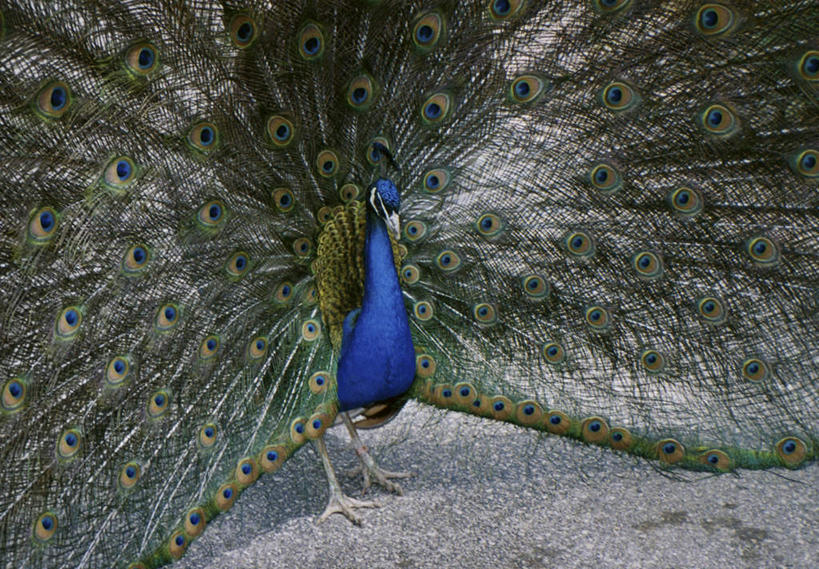 无人,站,横图,室外,白天,正面,旅游,度假,美景,孔雀,鸟,野生动物,椅子,鲜艳,鸟类,景观,美丽,注视,漂亮,娱乐,蓝色,自然,动物,观察,看,站着,享受,休闲,景色,放松,可爱,活泼,观看,保护,吉祥,察看,优美,关注,自然风光,华贵,善良,防御,艳丽,孔雀开屏,越鸟,百鸟之王,示威,斑斓,瑰丽,娇艳,锦绣,奇丽,求偶,站立,半身,彩图