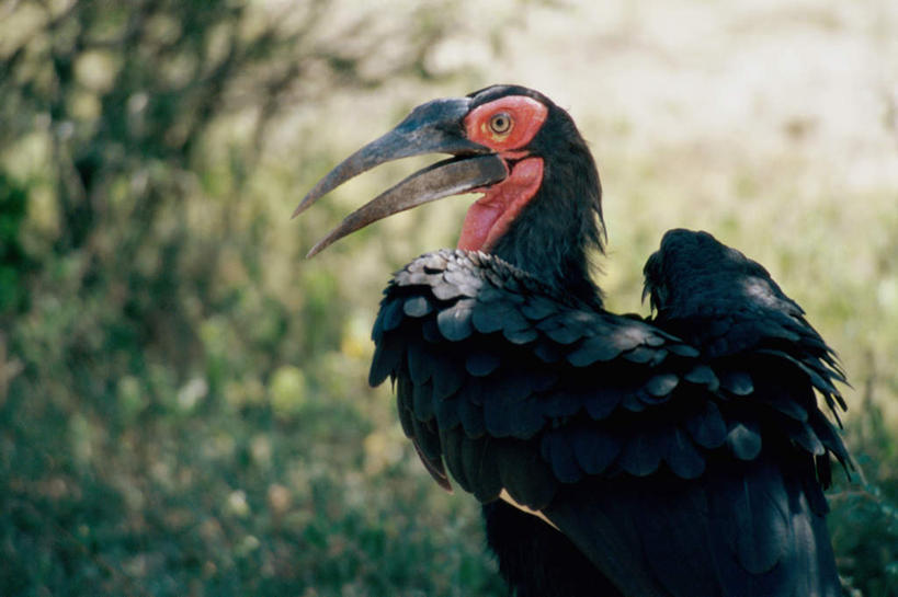 无人,动物园,站,横图,室外,白天,正面,旅游,度假,草地,草坪,美景,植物,鸟,非洲,南非,阴影,朦胧,模糊,光线,鸟类,影子,景观,注视,娱乐,草,一只,红色,绿色,黑色,阳光,自然,观察,看,站着,张嘴,享受,休闲,景色,放松,观看,察看,国家公园,关注,自然风光,张大嘴巴,犀鸟,地犀鸟,克鲁格国家公园,阿非利加洲,德兰士瓦省,南非共和国,红脸地犀鸟,张开嘴,站立,半身,彩图