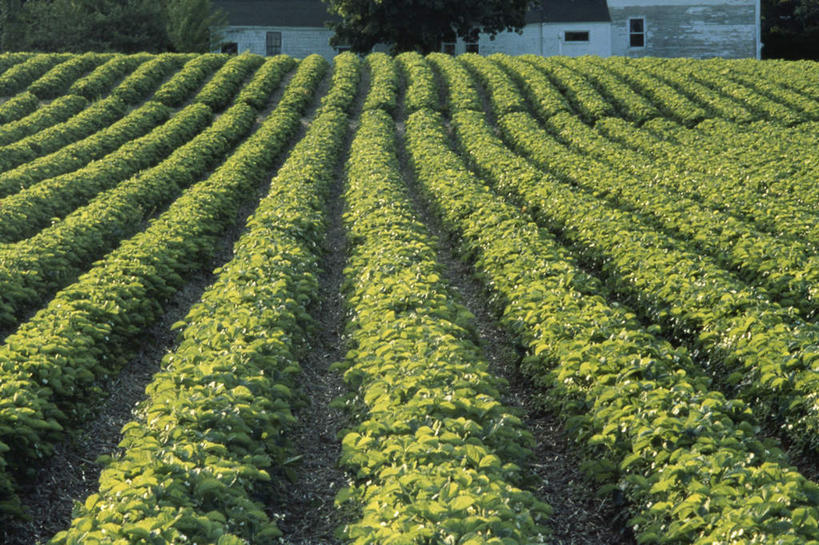 无人,农田,横图,室外,白天,正面,旅游,度假,庄稼,农作物,美景,植物,美国,一排,阴影,整齐,并列,并排,光线,影子,景观,娱乐,树,树木,排列,绿色,阳光,自然,享受,休闲,景色,放松,生长,成长,北美,北美洲,队列,自然风光,美洲,平行,缅因州,北亚美利加洲,亚美利加洲,缅因,松林之州,彩图,耕地,庄稼田
