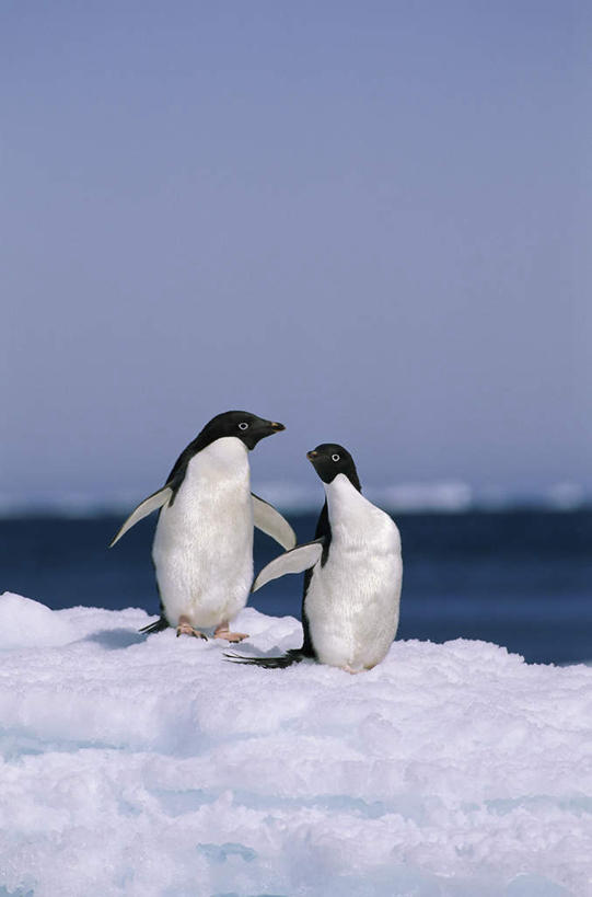 无人,站,竖图,室外,白天,正面,旅游,度假,南极,海浪,海洋,美景,沙滩,雪,大雪,企鹅,野生动物,伸展,张开,展翅,阴影,光线,翅膀,沙子,影子,海岸,积雪,景观,浪花,雪景,冬季,冬天,沙地,注视,娱乐,蓝色,蓝天,天空,阳光,自然,海水,动物,天,观察,看,站着,两只,享受,休闲,景色,放松,寒冷,可爱,活泼,晴朗,观看,察看,关注,自然风光,南极洲,海景,张开翅膀,阿德利企鹅,万里无云,严寒,阿黛利企鹅,南极大陆,展开翅膀,南极地区,南极区,南极圈,第七大陆,大海,风浪,海,海水的波动,海滩,近岸浪,涌浪,晴空,晴空万里,站立,彩图,全身