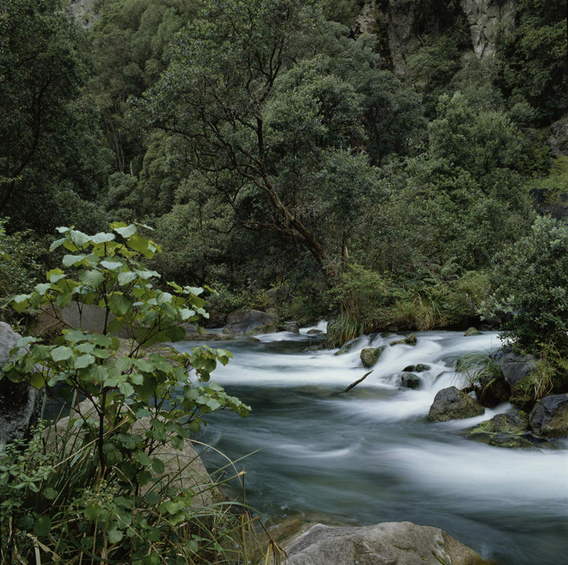 无人,横图,室外,白天,正面,旅游,度假,河流,石头,美景,森林,树林,水,植物,新西兰,石子,河水,景观,水流,娱乐,树,树木,绿色,小溪,自然,溪水,享受,休闲,景色,放松,生长,成长,自然风光,大洋洲,纽西兰,长白云之乡,石块,岩石,彩图