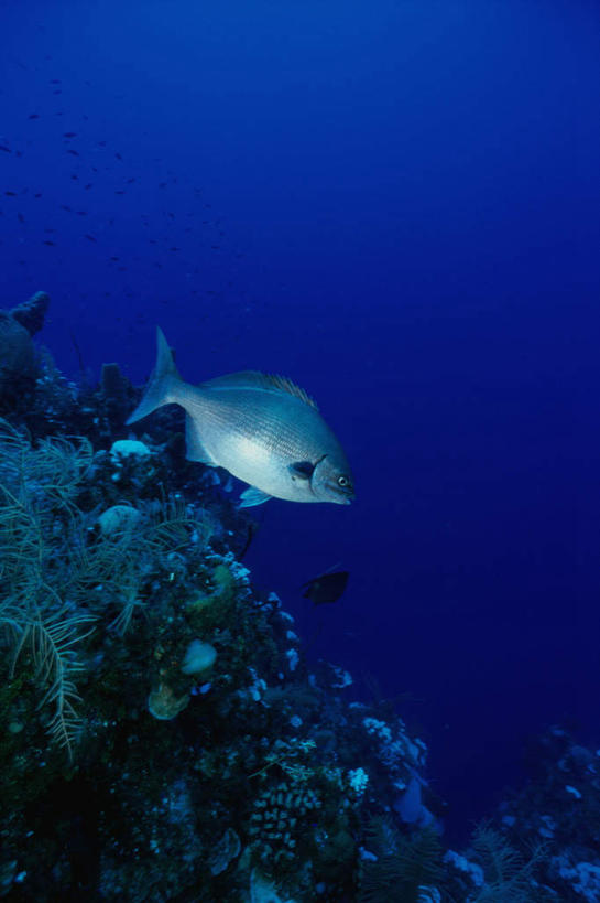 游泳,无人,竖图,室外,白天,侧面,旅游,度假,海底,水下,海浪,海洋,美景,一条,鱼,景观,浪花,水底,注视,娱乐,鱼类,海洋生物,无脊椎动物,自然,海水,观察,看,享受,休闲,景色,放松,海底世界,观看,腔肠动物,鲹鱼,察看,关注,自然风光,水生动物,水生物,海景,海底动物,鲹,泅水,珊瑚虫,拍浮,大海,风浪,海,海床,海水的波动,近岸浪,涌浪,彩图,全身,大眼鲹,杰克鱼