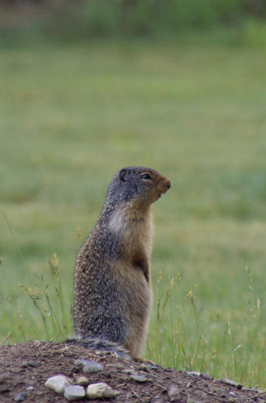 无人,站,竖图,室外,白天,侧面,旅游,度假,草地,草坪,石头,美景,植物,野生动物,朦胧,模糊,石子,景观,注视,娱乐,草,一只,绿色,灰色,自然,动物,松鼠,观察,看,站着,享受,休闲,景色,放松,可爱,活泼,观看,察看,关注,自然风光,地松鼠,石块,岩石,站立,彩图,全身