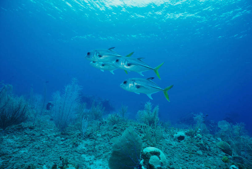 游泳,无人,横图,室外,白天,侧面,旅游,度假,海底,水下,海浪,海洋,美景,鱼,景观,浪花,水底,注视,娱乐,鱼类,海洋生物,无脊椎动物,自然,海水,观察,看,四条,享受,休闲,景色,放松,海底世界,观看,腔肠动物,鲹鱼,察看,关注,自然风光,水生动物,水生物,海景,海底动物,鲹,泅水,珊瑚虫,拍浮,大海,风浪,海,海床,海水的波动,近岸浪,涌浪,彩图,全身,大眼鲹,杰克鱼