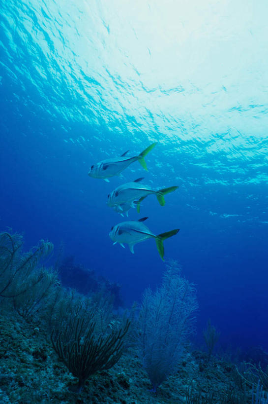 游泳,无人,竖图,室外,白天,侧面,旅游,度假,海底,水下,海浪,海洋,美景,鱼,景观,浪花,水底,注视,娱乐,鱼类,海洋生物,无脊椎动物,自然,海水,观察,看,四条,享受,休闲,景色,放松,海底世界,观看,腔肠动物,鲹鱼,察看,关注,自然风光,水生动物,水生物,海景,海底动物,鲹,泅水,珊瑚虫,拍浮,大海,风浪,海,海床,海水的波动,近岸浪,涌浪,彩图,全身,大眼鲹,杰克鱼