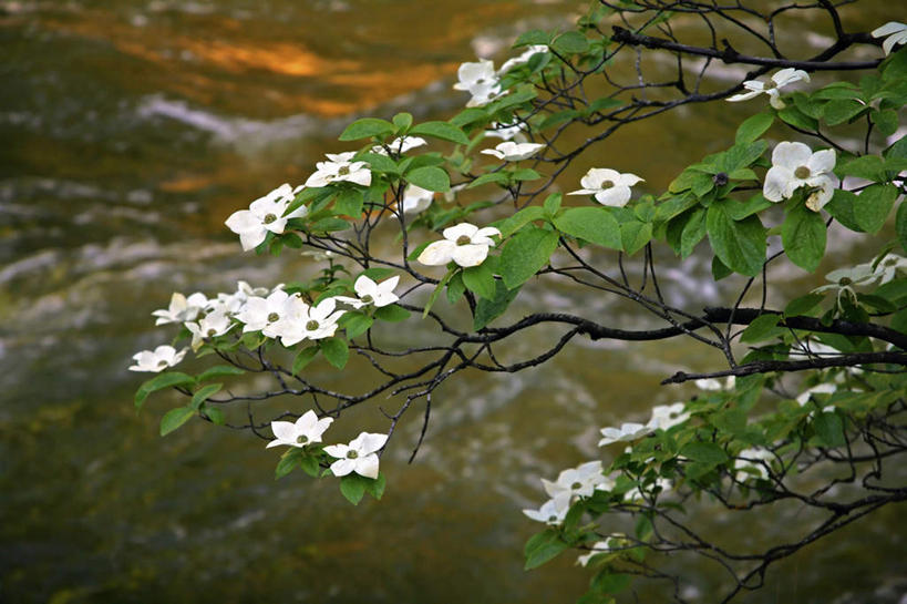 无人,公园,横图,室外,白天,正面,旅游,度假,美景,植物,美国,朦胧,模糊,盛开,景观,枝条,花蕾,娱乐,花,花瓣,花朵,鲜花,树,树木,树枝,绿色,白色,自然,花苞,花蕊,享受,休闲,景色,放松,生长,成长,北美,北美洲,国家公园,加利福尼亚,自然风光,约塞米蒂国家公园,美洲,加州,山茱萸,加利福尼亚州,优胜美地国家公园,金州,黄金州,北亚美利加洲,亚美利加洲,山萸肉,山芋肉,蜀酸枣,天木籽,药枣,萸肉,枣皮,美国尤塞米提国家公园,优山美地,约瑟米提国家公园,虬枝,枝杈,彩图