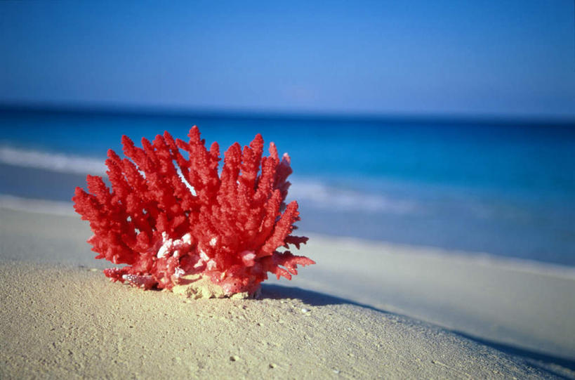 无人,横图,室外,白天,正面,旅游,度假,海浪,海洋,美景,沙滩,阴影,朦胧,模糊,光线,沙子,影子,海岸,景观,浪花,水平线,辽阔,海平线,沙地,娱乐,海洋生物,无脊椎动物,一个,红色,蓝色,蓝天,天空,阳光,自然,海水,天,享受,休闲,广阔,景色,放松,晴朗,单个,一望无际,腔肠动物,自然风光,海景,万里无云,珊瑚虫,无边无际,一马平川,大海,风浪,海,海水的波动,海滩,近岸浪,涌浪,晴空,晴空万里,彩图,全身,红珊瑚,浓赤珊瑚,撒丁岛珊瑚,水天相接,水天一线