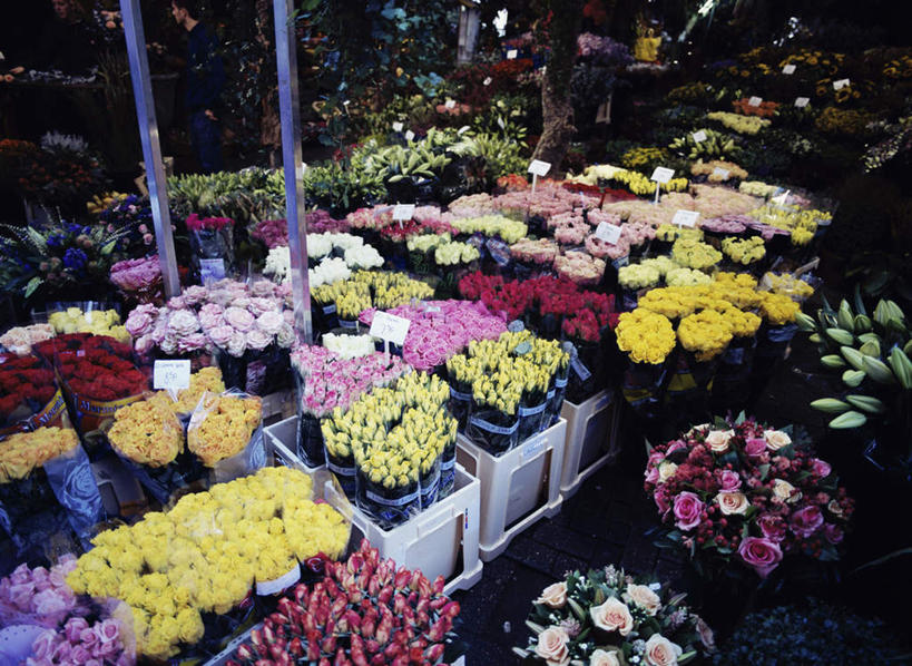 无人,花店,商店,横图,俯视,室外,白天,一排,许多,整齐,并列,并排,盛开,很多,花蕾,商铺,花,花瓣,花朵,鲜花,排列,花苞,花蕊,队列,平行,市肆,商号,彩图,高角度拍摄,店铺