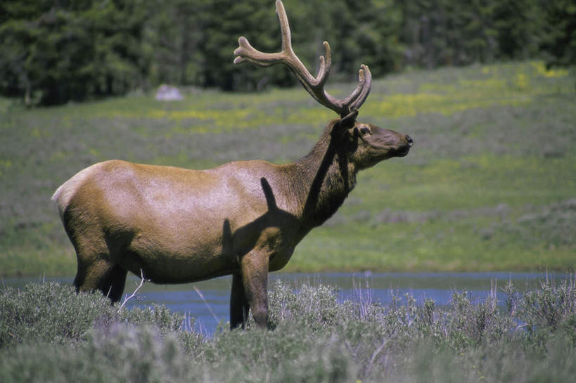 无人,站,横图,室外,白天,侧面,旅游,度假,草地,草坪,美景,植物,哺乳动物,鹿,野生动物,景观,注视,娱乐,草,树,树木,一只,绿色,自然,动物,观察,看,站着,享受,休闲,景色,放松,可爱,活泼,生长,成长,观看,察看,关注,自然风光,四不像,大卫神父鹿,四不象,麋鹿,站立,彩图,全身