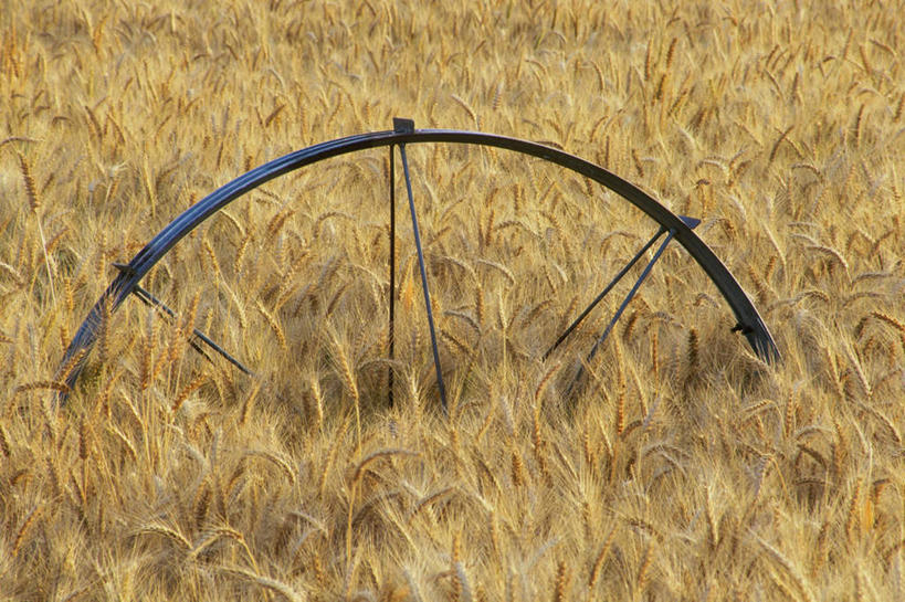 无人,农田,横图,俯视,室外,白天,农业,庄稼,农作物,小麦,美景,丰收,朦胧,模糊,稻田,景观,谷物,黄色,自然,景色,麦子,收获,自然风光,洒水车,多功能绿化洒水车,多功能喷洒车,绿化喷洒车,绿化洒水车,水罐车,园林绿化喷洒车,园林喷药车,彩图,高角度拍摄,耕地,庄稼田