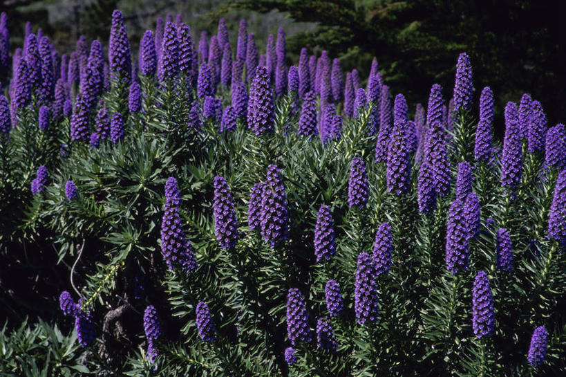 无人,横图,俯视,室外,白天,旅游,度假,神秘,花海,花圃,美景,植物,叶子,盛开,景观,羽扇豆,鲁冰花,花蕾,娱乐,花,花瓣,花朵,花卉,鲜花,绿色,紫色,自然,花丛,花束,花田,花苞,花蕊,享受,休闲,景色,放松,母爱,优美,庄重,高贵,消极,自然风光,奉献,无私,苦涩,冷色,孤寂,彩图,高角度拍摄,奢华