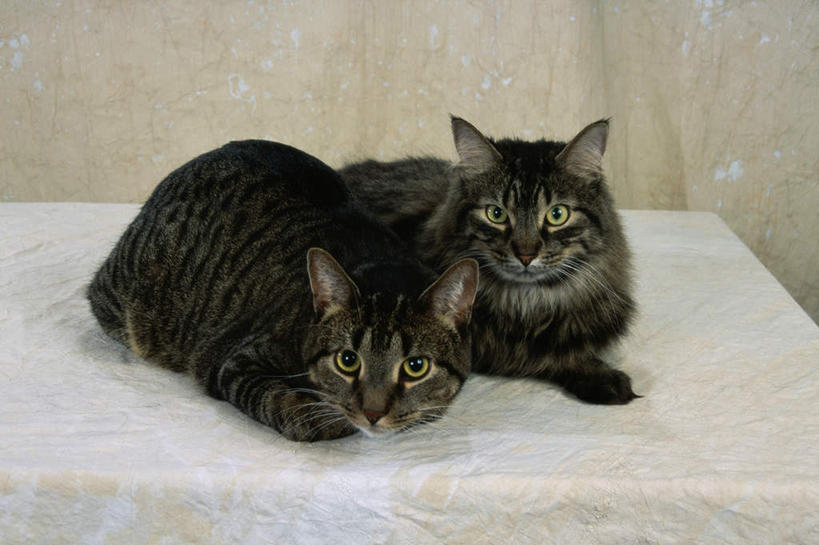 无人,坐,横图,室内,白天,正面,桌面,桌子,宠物,猫,阴影,反射,影子,大理石,注视,黑色,灰色,动物,观察,看,趴着,两只,可爱,观看,察看,关注,猫咪,缅因库恩猫,大理石制品,缅因猫,趴,坐着,彩图,全身