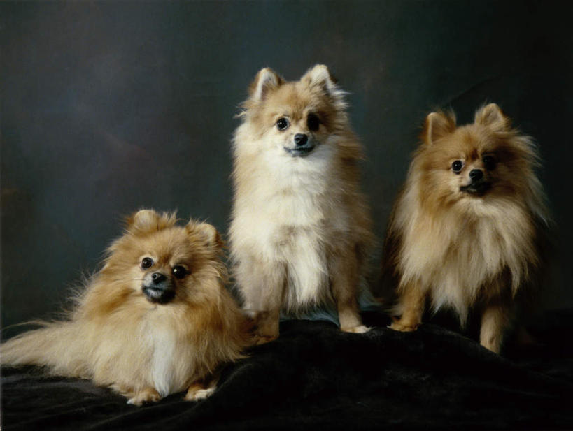 无人,站,坐,横图,室内,白天,正面,宠物,狗,三只,黑色背景,注视,博美犬,松鼠犬,黄色,动物,观察,看,趴着,站着,可爱,摄影,影棚,观看,察看,关注,忠诚,波美拉尼亚犬,博美狗,犬,趴,站立,坐着,彩图,全身,影棚拍摄,拍摄