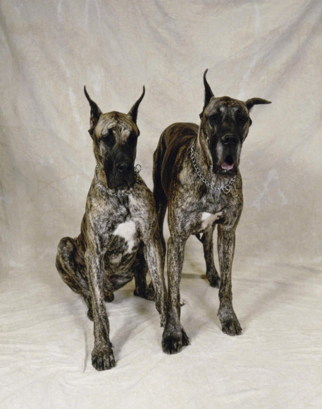 无人,站,坐,竖图,室内,白天,白色背景,正面,宠物,狗,注视,灰色,动物,观察,看,站着,两只,可爱,摄影,影棚,观看,察看,关注,大丹狗,忠诚,大丹犬,德国獒狗,德国藏獒,德国獒犬,犬,站立,坐着,彩图,全身,影棚拍摄,拍摄