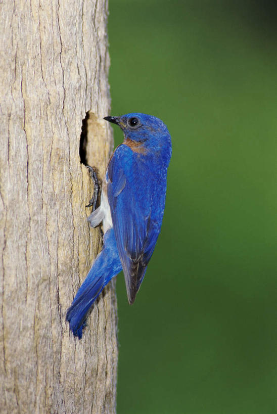 无人,站,竖图,室外,特写,白天,侧面,草地,草坪,植物,鸟,朦胧,模糊,鸟类,知更鸟,树桩,注视,草,树,树干,一只,蓝色,绿色,观察,看,站着,木桩,观看,察看,关注,红襟鸟,欧亚鸲,知更雀,罗宾鸟,蓝知更鸟,站立,彩图,全身