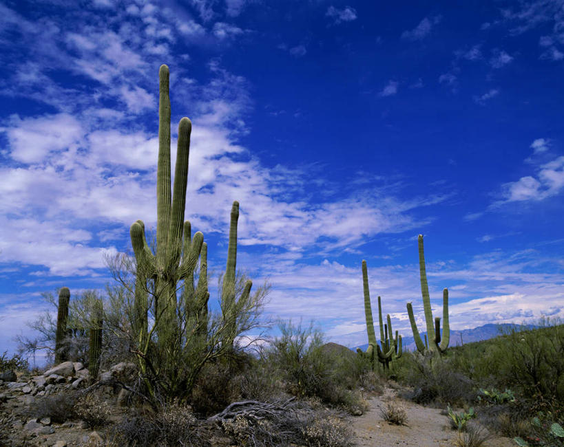 无人,横图,室外,白天,仰视,旅游,度假,美景,植物,仙人掌,美国,阴影,光线,火焰,影子,景观,云,云朵,草药,云彩,娱乐,中药,蓝色,白云,蓝天,天空,阳光,自然,天,享受,休闲,景色,放松,晴朗,亚利桑那,北美,北美洲,国家公园,自然风光,美洲,药材,中草药,亚利桑那州,中药材,本草,大峡谷之州,牛舌头,北亚美利加洲,亚美利加洲,萨瓜罗国家公园,晴空,玉芙蓉,仙巴掌,火掌,霸王树,彩图,低角度拍摄