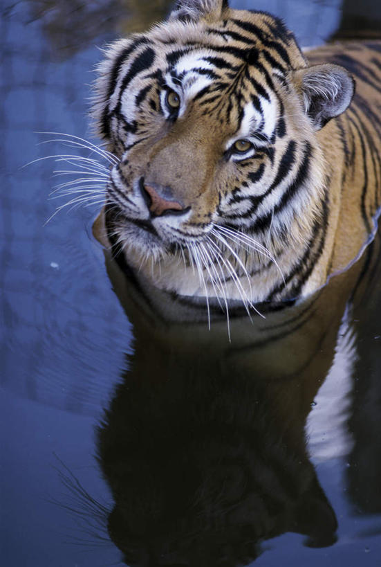 头,无人,站,竖图,俯视,室外,特写,白天,哺乳动物,虎,野生动物,注视,一只,黄色,白色,黑色,动物,观察,看,站着,观看,察看,关注,凶猛,华南虎,中国虎,残暴,凶残,头部,老虎,抬头,仰头,站立,半身,彩图,高角度拍摄