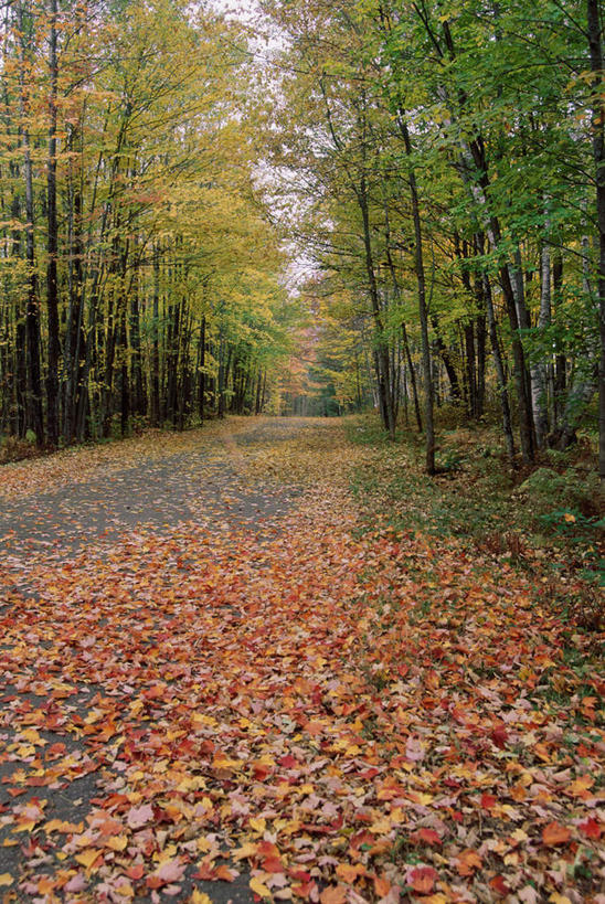 无人,竖图,室外,白天,正面,旅游,度假,美景,森林,树林,植物,道路,路,叶子,美国,许多,覆盖,景观,小路,枯叶,落叶,交通,很多,娱乐,树,树木,绿色,自然,享受,休闲,景色,放松,生长,成长,北美,北美洲,自然风光,美洲,遮盖,威斯康辛州,北亚美利加洲,亚美利加洲,威斯康星,威斯康星州,威斯康辛,权皮之州,獾穴之州,美洲獾之州,獾州,奶制品之州,笼罩,笼盖,叶,叶片,彩图