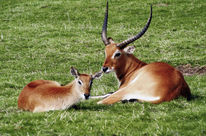 无人,躺,横图,室外,白天,正面,旅游,度假,草地,草坪,美景,植物,野生动物,羊,阴影,光线,羚羊,影子,景观,注视,娱乐,草,黄色,绿色,阳光,自然,动物,观察,看,两只,享受,休闲,景色,放松,可爱,活泼,观看,察看,关注,自然风光,驴羚,列羚,卧着,躺着,卧,彩图,全身