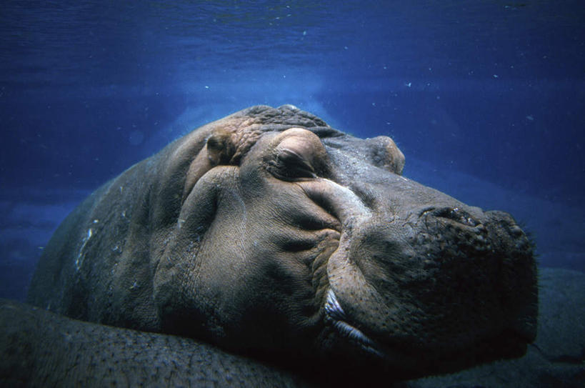 无人,闭眼,横图,室外,特写,白天,正面,海底,水下,海浪,海洋,石头,哺乳动物,河马,野生动物,石子,浪花,水底,一只,海水,动物,趴着,海底世界,凶猛,海景,沉积岩,水成岩,残暴,凶残,大海,风浪,海,海床,海水的波动,近岸浪,石块,岩石,涌浪,闭眼睛,闭着眼,闭着眼睛,趴,半身,彩图