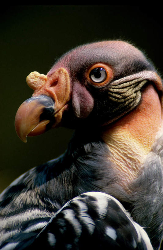 头,无人,站,竖图,室外,特写,白天,正面,鸟,鸟类,秃鹫,注视,一只,观察,看,站着,观看,察看,关注,国王秃鹫,王鹫,头部,站立,半身,彩图