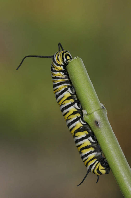 无人,竖图,室内,特写,白天,侧面,纯洁,竹子,蝴蝶,朦胧,模糊,昆虫,一只,动物,爬,黑脉金斑蝶,高雅,益虫,帝王蝶,奉献,质朴,正直,大桦斑蝶,黑脉桦斑蝶,担当,竹,彩图,全身,奋进,操守,四君子,岁寒三友,性坚,虚怀,虚心,善群,卓尔