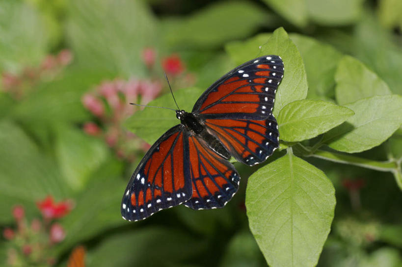 无人,站,横图,俯视,室内,特写,白天,花海,花圃,美景,植物,蝴蝶,叶子,伸展,张开,展翅,朦胧,模糊,盛开,翅膀,昆虫,纹理,景观,绿叶,花蕾,花,花瓣,花朵,花卉,鲜花,一只,绿色,自然,动物,花丛,花束,花田,花苞,花蕊,站着,嫩叶,景色,蛱蝶,自然风光,益虫,张开翅膀,肌理,四足蝶,展开翅膀,叶,叶片,叶脉,站立,彩图,高角度拍摄,全身,副王蛱蝶