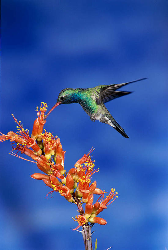 无人,竖图,室外,白天,仰视,美景,蜂鸟,鸟,飞翔,伸展,张开,展翅,阴影,朦胧,模糊,盛开,飞行,光线,翅膀,鸟类,影子,景观,云,云朵,翱翔,花蕾,云彩,注视,飞舞,花,花瓣,花朵,鲜花,一只,蓝色,白云,蓝天,天空,阳光,自然,天,花苞,花蕊,观察,看,景色,晴朗,观看,察看,关注,自然风光,张开翅膀,遨游,漫游,展开翅膀,阔嘴蜂鸟,晴空,彩图,低角度拍摄,全身