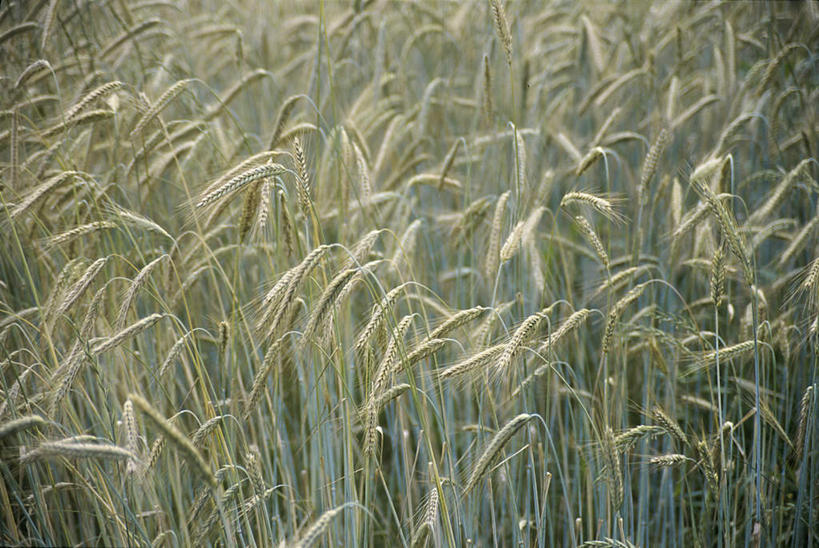 无人,农田,横图,俯视,室外,白天,旅游,度假,庄稼,农作物,小麦,美景,景观,谷物,麦田,娱乐,自然,享受,休闲,景色,放松,麦子,自然风光,彩图,高角度拍摄,耕地,庄稼田