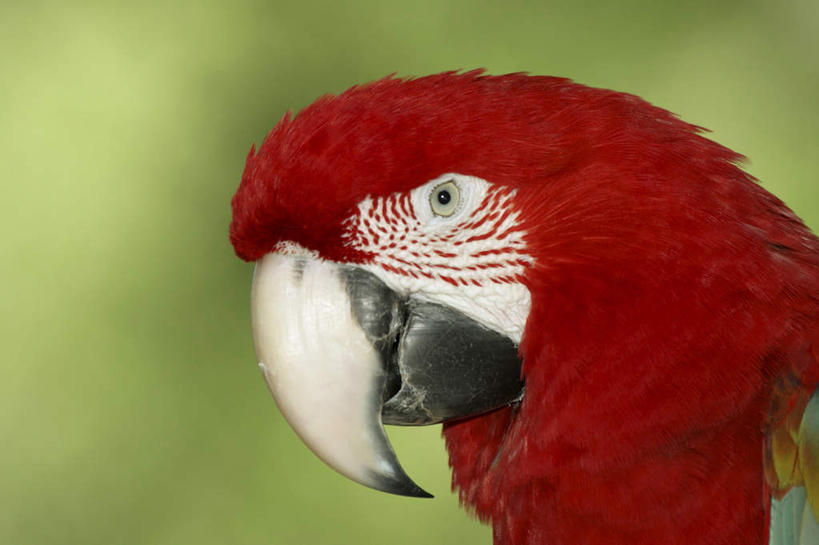 头,无人,横图,室外,特写,白天,侧面,鸟,鹦鹉,朦胧,模糊,鸟类,注视,一只,红色,动物,观察,看,可爱,活泼,观看,察看,金刚鹦鹉,关注,绯红金刚鹦鹉,红黄金刚鹦鹉,五彩金刚鹦鹉,观赏鸟,头部,半身,彩图