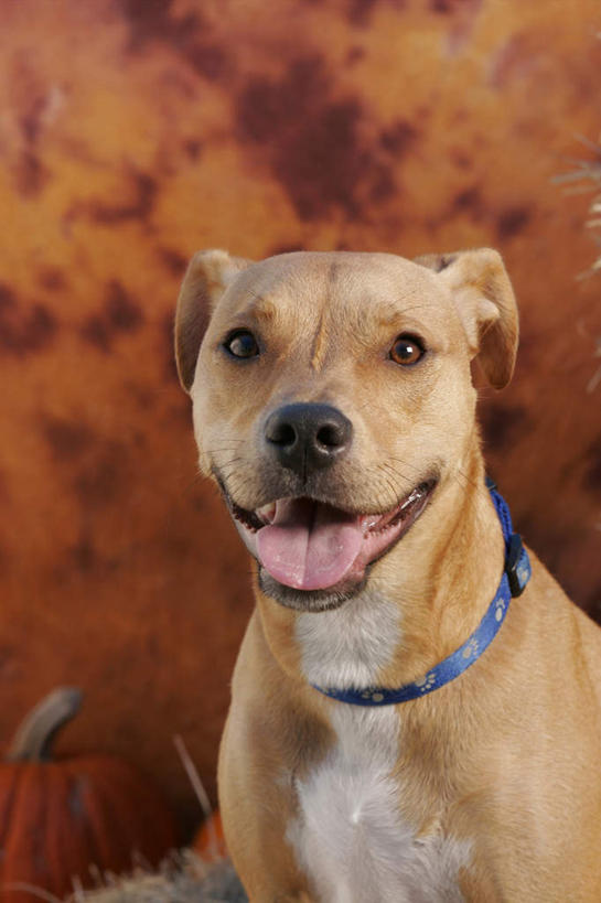 头,无人,坐,竖图,室内,特写,白天,正面,宠物,狗,注视,吐舌头,一只,黄色,动物,观察,看,伸舌头,张嘴,吐舌,可爱,观看,察看,关注,张大嘴巴,忠诚,头部,项圈,张开嘴,犬,坐着,半身,彩图