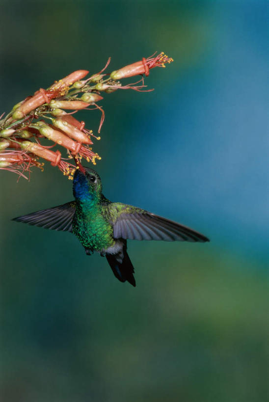 无人,竖图,室外,特写,白天,正面,蜂鸟,鸟,飞翔,伸展,张开,展翅,朦胧,模糊,盛开,飞行,翅膀,鸟类,翱翔,花蕾,注视,飞舞,花,花瓣,花朵,鲜花,一只,花苞,花蕊,观察,看,观看,察看,关注,张开翅膀,遨游,漫游,展开翅膀,阔嘴蜂鸟,彩图,全身