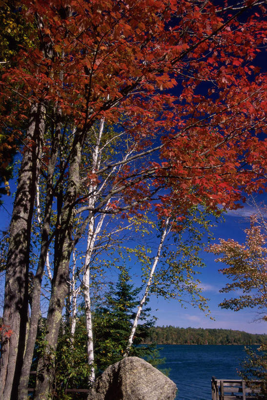 无人,竖图,室外,白天,正面,旅游,度假,湖,湖泊,美景,森林,树林,水,植物,美国,阴影,光线,影子,湖面,景观,水流,水面,云,云朵,云彩,娱乐,树,树木,蓝色,绿色,白云,蓝天,天空,阳光,自然,湖水,天,享受,休闲,景色,放松,生长,晴朗,成长,北美,北美洲,自然风光,美洲,威斯康辛州,北亚美利加洲,亚美利加洲,威斯康星,威斯康星州,威斯康辛,权皮之州,獾穴之州,美洲獾之州,獾州,奶制品之州,晴空,彩图