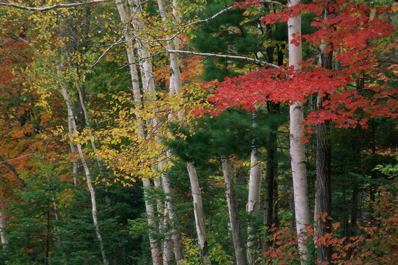 无人,横图,室外,白天,正面,旅游,度假,美景,森林,树林,植物,景观,娱乐,树,树木,绿色,自然,享受,休闲,景色,放松,白桦,生长,成长,自然风光,桦树,桦皮树,桦木,彩图