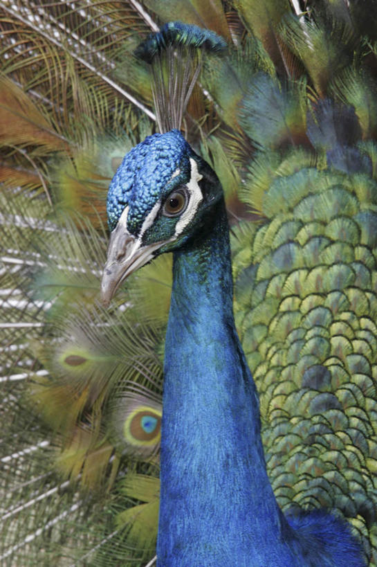 无人,站,竖图,室外,特写,白天,正面,孔雀,鸟,野生动物,羽毛,轻盈,柔软,鲜艳,鸟类,美丽,注视,漂亮,一只,蓝色,动物,观察,看,站着,可爱,活泼,观看,保护,吉祥,察看,优美,关注,华贵,善良,防御,艳丽,孔雀开屏,轻柔,越鸟,百鸟之王,示威,斑斓,瑰丽,娇艳,锦绣,奇丽,求偶,站立,半身,彩图