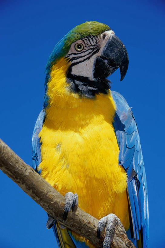 无人,站,竖图,室外,特写,白天,仰视,鸟,鹦鹉,阴影,光线,鸟类,影子,树桩,扭头,注视,树,树干,一只,黄色,蓝色,绿色,蓝天,天空,阳光,动物,天,观察,看,站着,转头,木桩,可爱,活泼,晴朗,观看,察看,金刚鹦鹉,关注,万里无云,观赏鸟,黄蓝金刚鹦鹉,蓝黄金刚鹦鹉,晴空,晴空万里,站立,半身,彩图,低角度拍摄,琉璃金刚鹦鹉