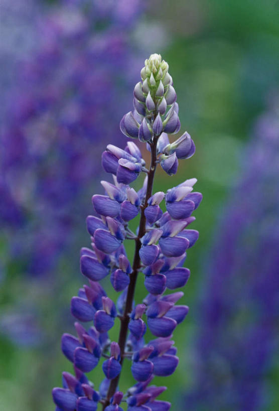 无人,竖图,室外,特写,白天,正面,花海,花圃,美景,植物,叶子,朦胧,模糊,盛开,景观,羽扇豆,鲁冰花,花蕾,花,花瓣,花朵,花卉,鲜花,绿色,紫色,自然,花丛,花束,花田,花苞,花蕊,景色,母爱,自然风光,白羽扇豆,奉献,无私,苦涩,彩图