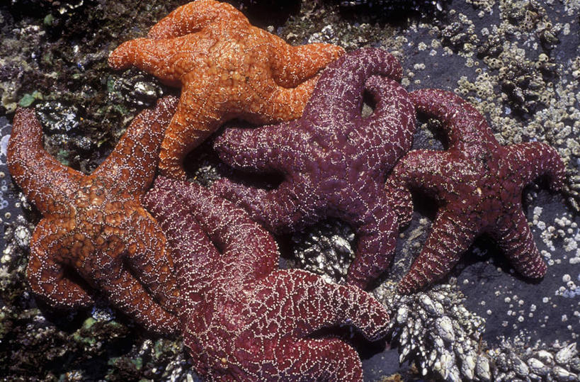 无人,横图,俯视,室外,特写,白天,海星,棕色,海洋生物,黄色,自然,动物,生物,五只,棘皮动物门,星鱼,半身,彩图,高角度拍摄