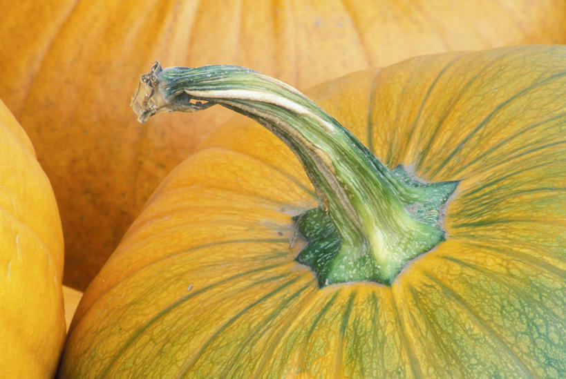 无人,横图,室外,特写,白天,正面,南瓜,蔬菜,新鲜,金瓜,食品,番瓜,食物,三个,橙色,有机食品,绿色食品,麦瓜,倭瓜,彩图