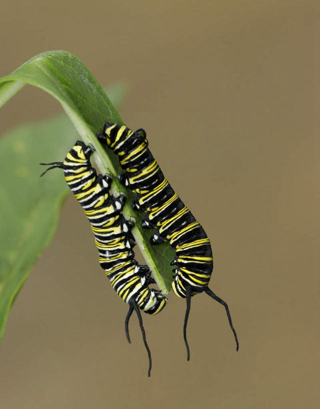 无人,竖图,室外,特写,白天,侧面,植物,蝴蝶,叶子,朦胧,模糊,昆虫,纹理,绿叶,注视,绿色,动物,观察,看,两只,爬,嫩叶,观看,黑脉金斑蝶,察看,关注,益虫,帝王蝶,肌理,大桦斑蝶,黑脉桦斑蝶,叶,叶片,叶脉,彩图,全身
