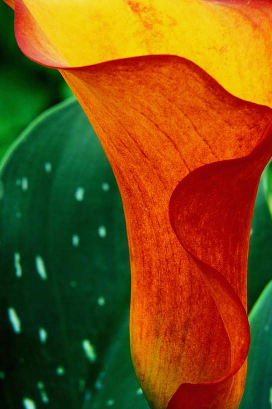 无人,竖图,室内,特写,白天,正面,纯洁,马蹄莲,盛开,花蕾,花,花瓣,花朵,鲜花,虔诚,一朵,红色,花苞,花蕊,希望,优雅,高贵,纯净,马蹄兰,博爱,永恒,尊贵,高洁,慈菇花,圣洁,水芋,水芋马,彩图