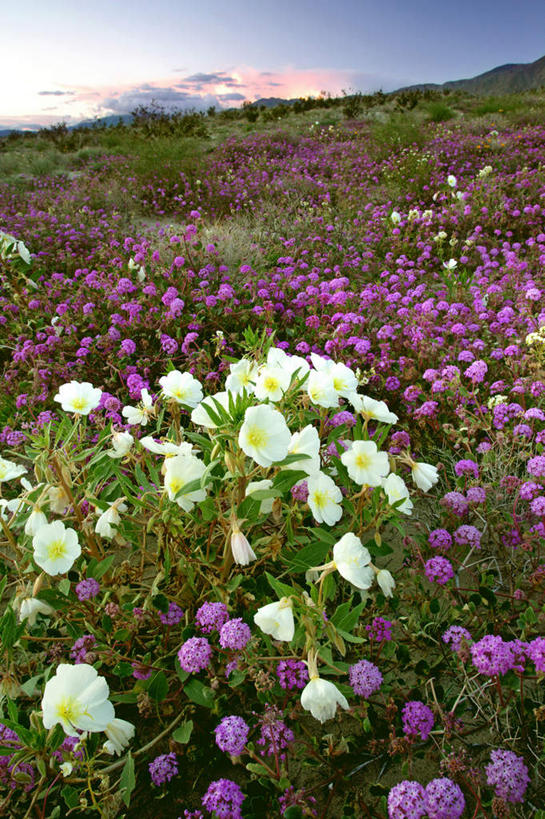无人,公园,竖图,室外,白天,正面,旅游,度假,花海,花圃,美景,日落,沙漠,植物,叶子,美国,阴影,盛开,光线,影子,地平线,景观,晚霞,霞光,落日,辽阔,地面,花蕾,娱乐,花,花瓣,花朵,花卉,鲜花,绿色,阳光,自然,黄昏,花丛,花束,花田,花苞,花蕊,享受,休闲,广阔,景色,彩霞,放松,一望无际,北美,北美洲,加利福尼亚,自然风光,延伸,美洲,加州,加利福尼亚州,安萨玻里哥沙漠公园,金州,黄金州,天地相交,北亚美利加洲,亚美利加洲,无边无际,一马平川,夕照,大漠,砂漠,夕阳,彩图,斜阳