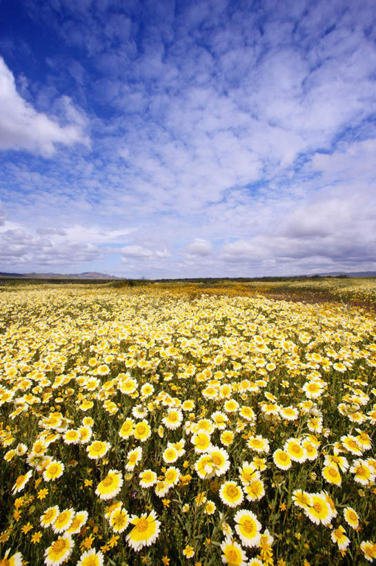 无人,竖图,室外,白天,正面,旅游,度假,花海,花圃,美景,植物,叶子,美国,阴影,盛开,光线,影子,地平线,景观,云,云朵,辽阔,地面,花蕾,云彩,娱乐,花,花瓣,花朵,花卉,鲜花,蓝色,绿色,白云,蓝天,天空,阳光,自然,花丛,花束,花田,天,花苞,花蕊,享受,休闲,广阔,景色,放松,晴朗,一望无际,北美,北美洲,加利福尼亚,自然风光,延伸,美洲,加州,加利福尼亚州,圣路易斯.奥比斯波,卡里索平原,金州,黄金州,天地相交,北亚美利加洲,亚美利加洲,圣路易斯奥比斯波,圣路易斯.奥比斯波县,无边无际,一马平川,晴空,彩图