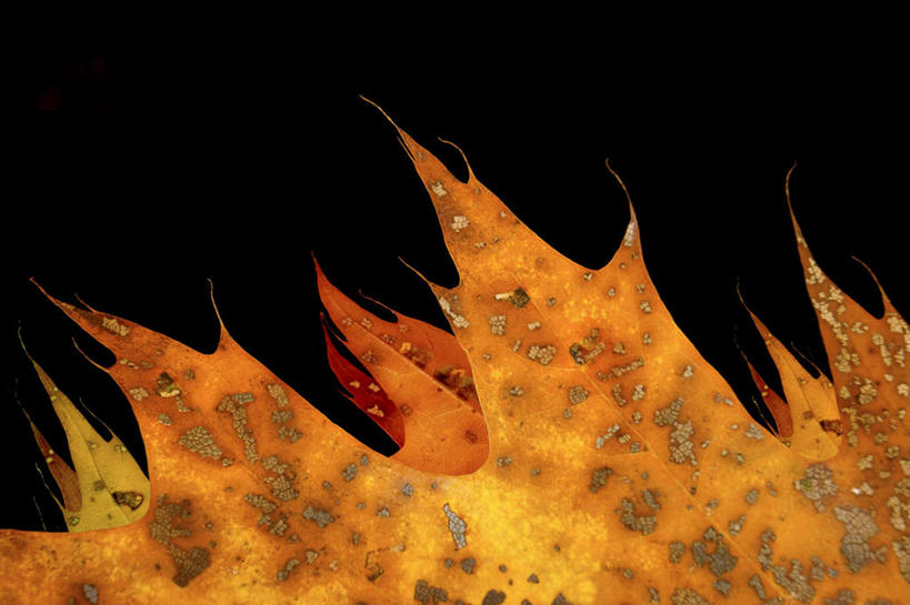 无人,横图,室内,特写,白天,正面,静物,叶子,黑色背景,纹路,纹理,枯叶,落叶,摄影,影棚,橡树,肌理,沼生橡树,叶,叶片,彩图,影棚拍摄,拍摄